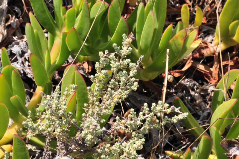 Helichrysum italicum subsp. tyrrhenicum / Perpetuini d''Italia